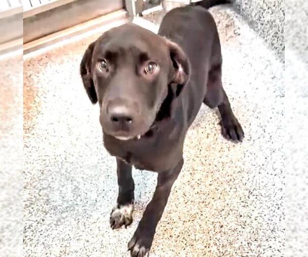 Medium Photo #2 Labrador Retriever-Unknown Mix Puppy For Sale in Houston, TX, USA