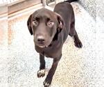 Small #1 Labrador Retriever Mix