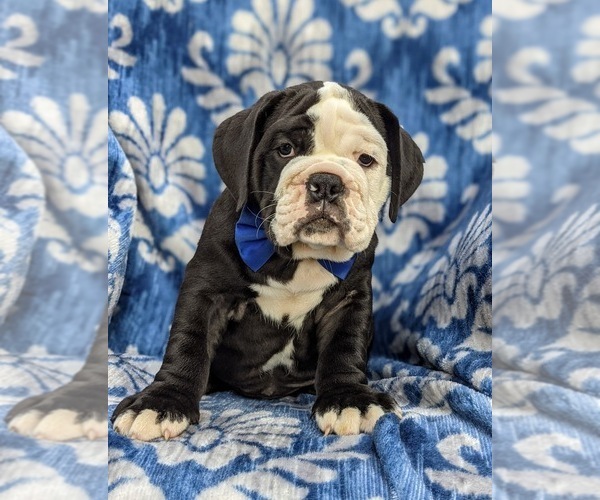 Medium Photo #1 Olde English Bulldogge Puppy For Sale in OXFORD, PA, USA