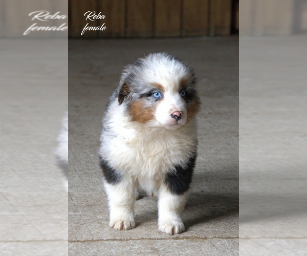 Medium Photo #5 Australian Shepherd Puppy For Sale in CLARE, MI, USA