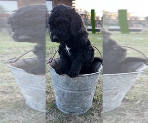Goldendoodle Puppy for sale in EDGEMONT, SD, USA