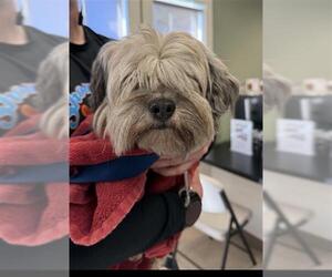 Lhasa Apso Dogs for adoption in Long Beach, CA, USA
