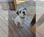 Small #3 Saint Bernard-Staffordshire Bull Terrier Mix