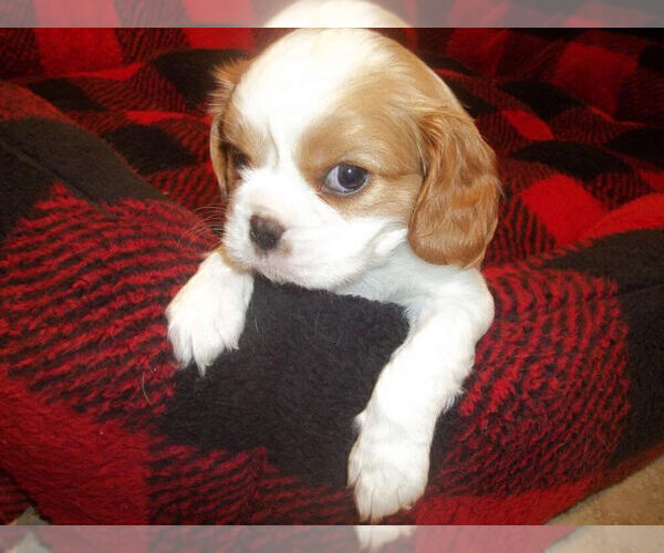 Medium Photo #1 Cavalier King Charles Spaniel Puppy For Sale in DALLAS, TX, USA