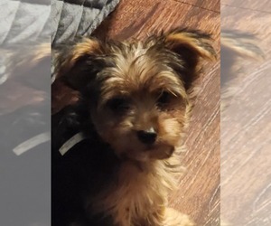 Chorkie Puppy for sale in LAWRENCE, MA, USA