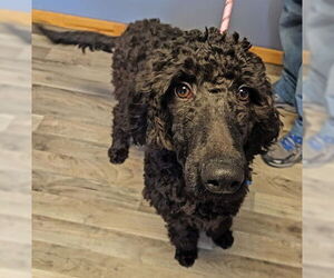 Labradoodle Dogs for adoption in Minneapolis, MN, USA