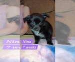 Puppy Nina American Eskimo Dog-Chihuahua Mix