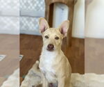 Small #13 Huskies -Labrador Retriever Mix