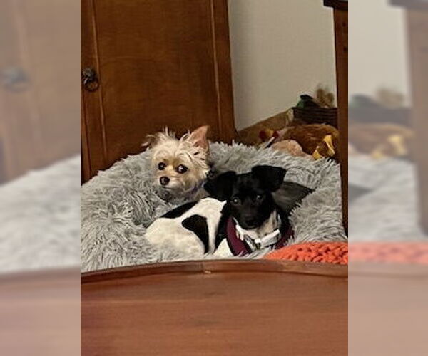 Medium Photo #3 Chihuahua-Unknown Mix Puppy For Sale in Plainfield, IL, USA