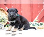 Small Photo #28 German Shepherd Dog Puppy For Sale in PARKESBURG, PA, USA