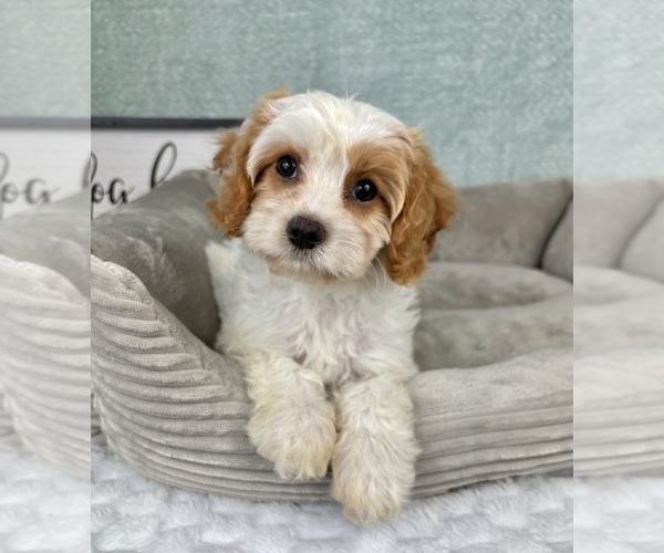 Medium Photo #6 Cavapoo Puppy For Sale in FRANKLIN, IN, USA