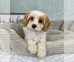 Small #5 Cavapoo