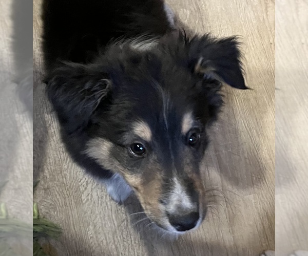 Medium Photo #1 Shel-Aussie Puppy For Sale in FORT MORGAN, CO, USA