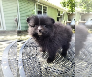 Pomeranian Puppy for sale in MARLTON, NJ, USA
