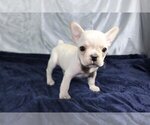 Small Photo #4 French Bulldog Puppy For Sale in MARTINSVILLE, NJ, USA