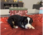 Small Photo #89 Australian Shepherd Puppy For Sale in SALISBURY, NC, USA