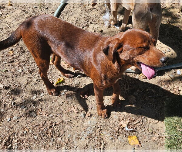 Medium Photo #3 Feist Terrier-Unknown Mix Puppy For Sale in Tracy City, TN, USA