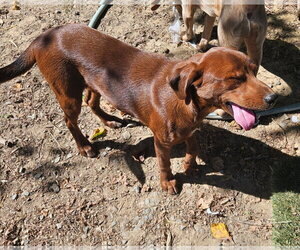 Fancy - Female Feist Terrier-Unknown Mix Dog for Adoption - Photo #3