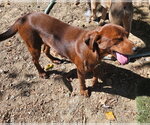 Small Photo #3 Feist Terrier-Unknown Mix Puppy For Sale in Tracy City, TN, USA
