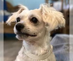Small #2 Maltese Mix