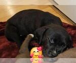 Small Photo #9 American Bully-Labrador Retriever Mix Puppy For Sale in NORTH LAS VEGAS, NV, USA