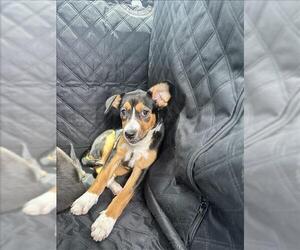 Labrottie Dogs for adoption in Conroe, TX, USA