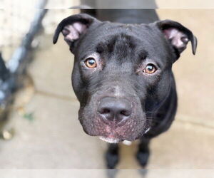 American Pit Bull Terrier Dogs for adoption in Tulsa, OK, USA