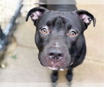 Small American Pit Bull Terrier