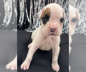 Boxer Puppy for sale in PAWNEE CITY, NE, USA