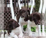 Small Photo #3 German Shorthaired Pointer Puppy For Sale in NARVON, PA, USA