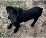 Small #3 Labrador Retriever Mix