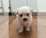 Small Photo #3 Pom-A-Nauze Puppy For Sale in CANBY, OR, USA