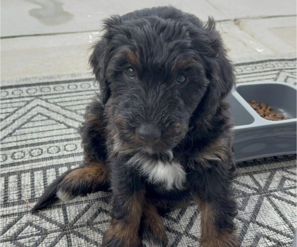 Medium Photo #3 Aussie-Poo-Bernedoodle Mix Puppy For Sale in LEXINGTON, SC, USA