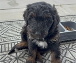Small #2 Aussie-Poo-Bernedoodle Mix