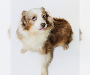 Macey - Female Australian Shepherd Dog for Adoption - Photo #2