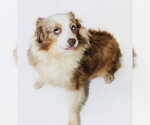 Small Photo #2 Australian Shepherd Puppy For Sale in York, SC, USA