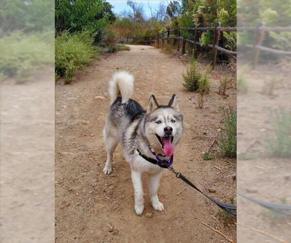 Medium Photo #1 Siberian Husky Puppy For Sale in Chula Vista, CA, USA