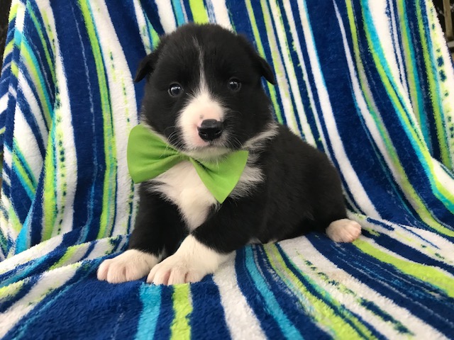 Medium Photo #1 Border Collie Puppy For Sale in QUARRYVILLE, PA, USA