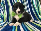 Small Photo #1 Border Collie Puppy For Sale in QUARRYVILLE, PA, USA