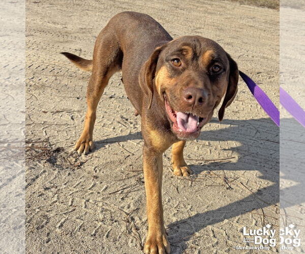 Medium Photo #2 Labrador Retriever-Unknown Mix Puppy For Sale in Washington, DC, USA