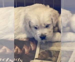 Golden Retriever Puppy for sale in SCOTTSDALE, AZ, USA