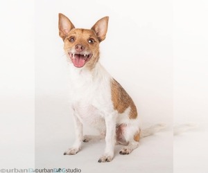 Jack Russell Terrier-Unknown Mix Dogs for adoption in Tampa, FL, USA