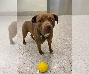 Mutt Dogs for adoption in Brighton, CO, USA