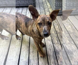 American Pit Bull Terrier-Unknown Mix Dogs for adoption in Bellevue, WA, USA