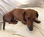 Small #5 Dachshund