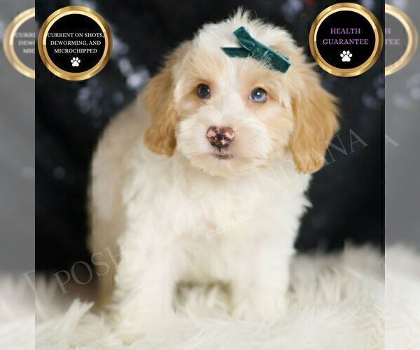 Medium Photo #79 Yorkipoo Puppy For Sale in WARSAW, IN, USA