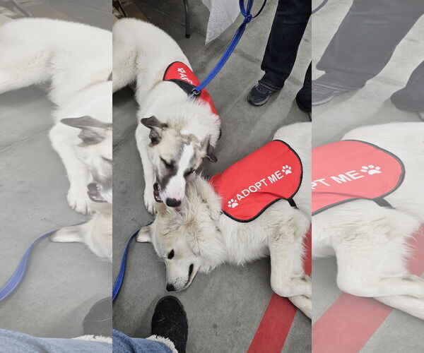 Medium Photo #3 Great Pyrenees Puppy For Sale in Croydon, NH, USA