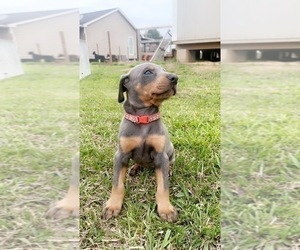 Doberman Pinscher Puppy for Sale in CORRIGAN, Texas USA