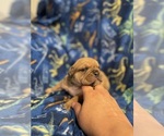 Small #5 Olde English Bulldogge