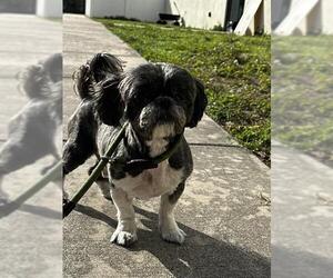 Shih Tzu Dogs for adoption in Fort Lauderdale, FL, USA